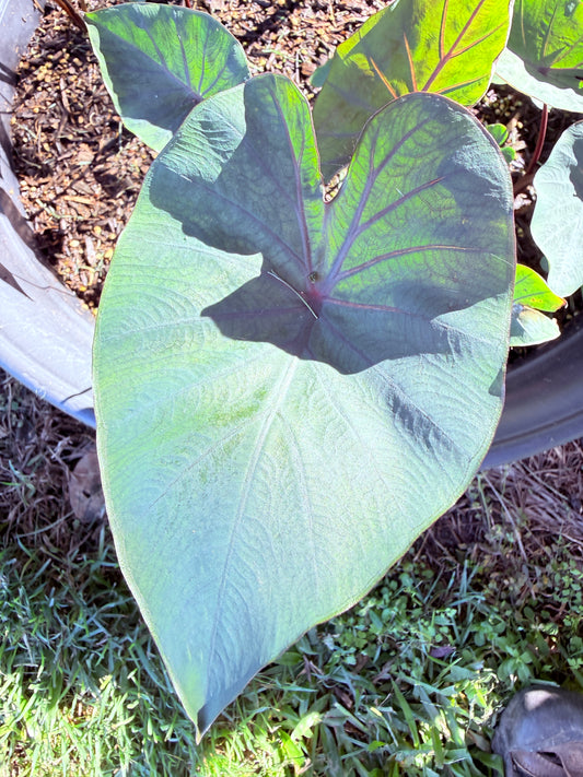 Colocasia Coffee cup