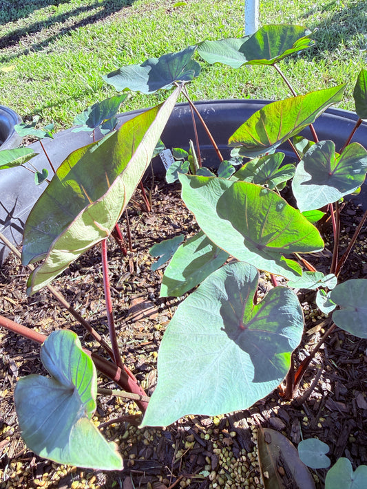 Colocasia Coffee cup