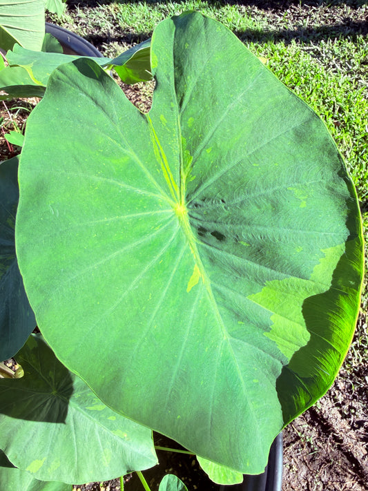 Colocasia lime Gecko