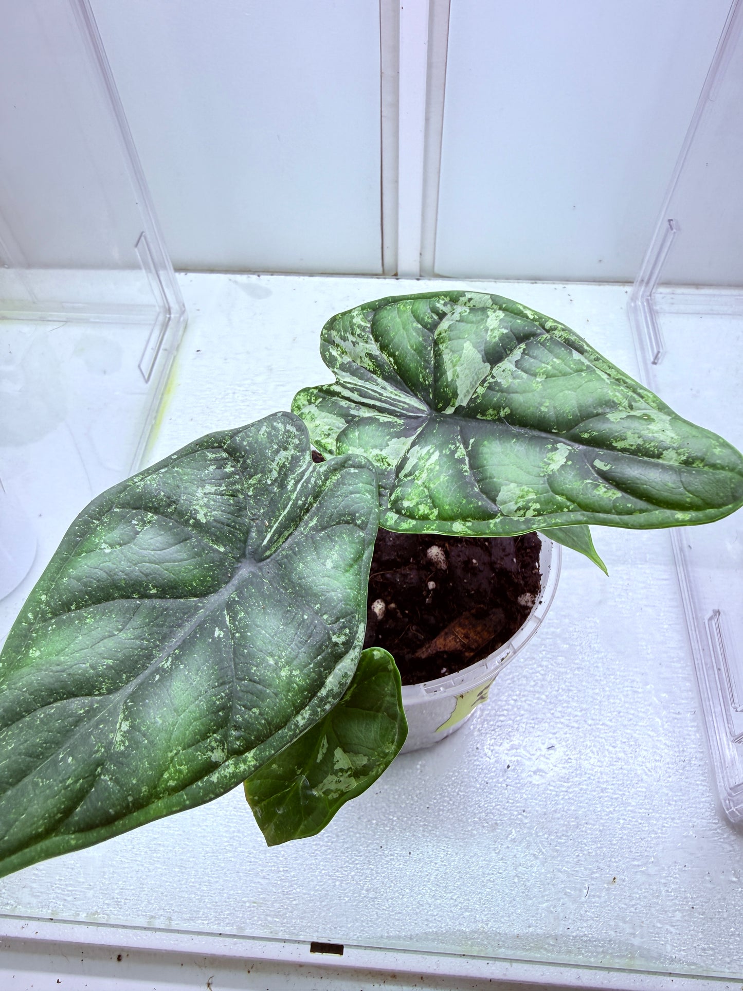 Alocasia Marble Dragon Corm #1