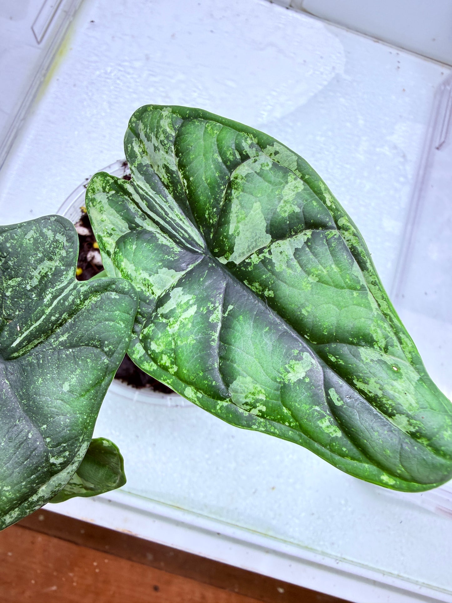 Alocasia Marble Dragon Corm #1