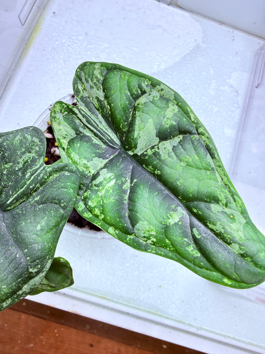 Alocasia Marble Dragon Corm #1