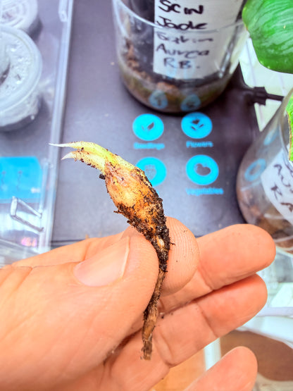 Alocasia Marble Dragon Corm #1