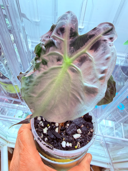 Alocasia Venom Corms #2