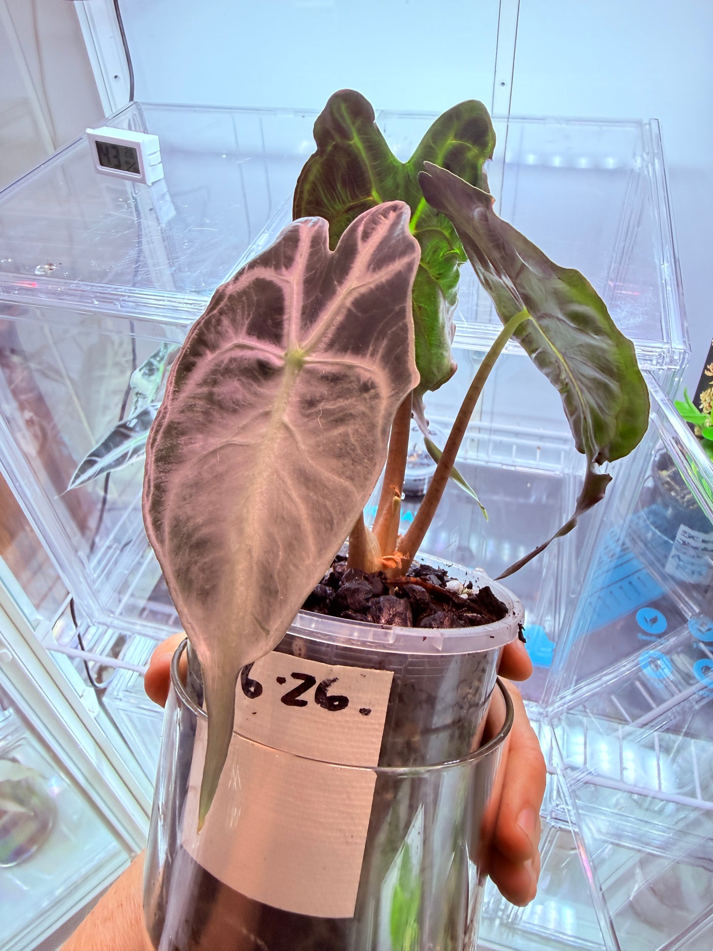 Alocasia Venom Corms #2