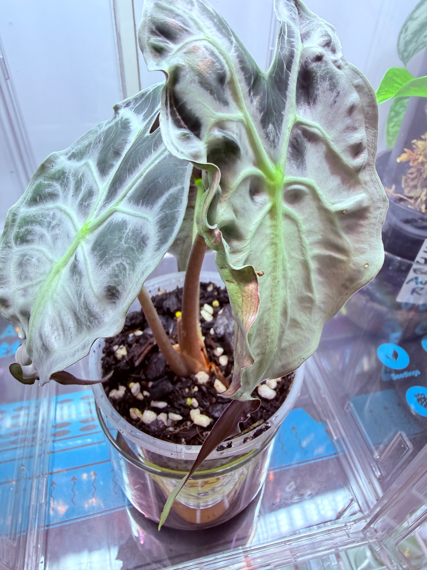 Alocasia Venom Corms #2