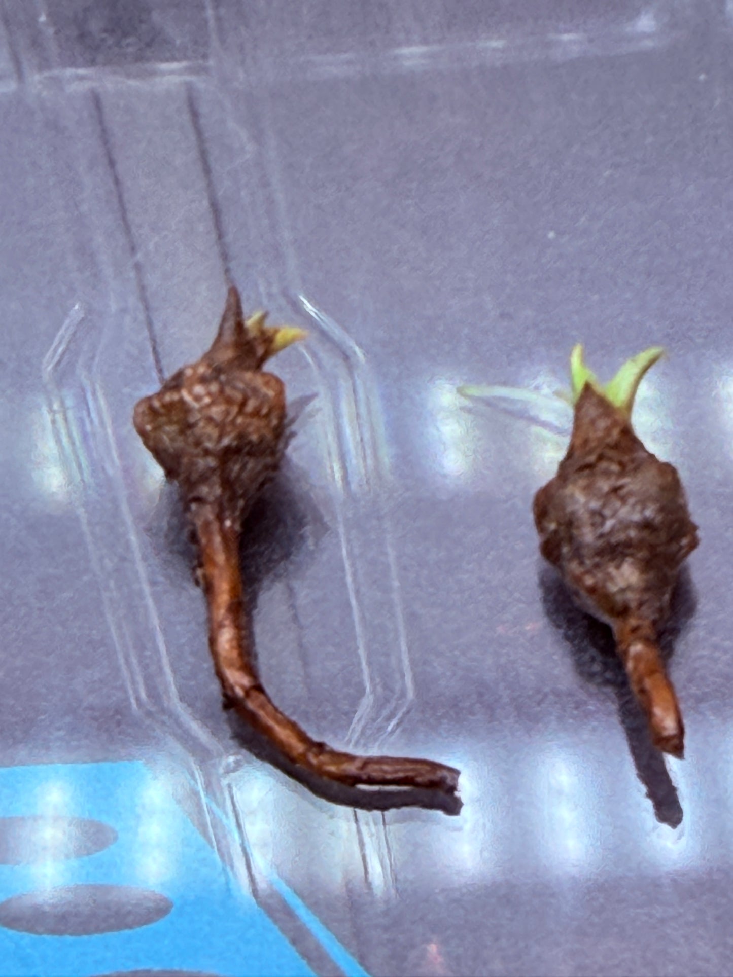 Alocasia Venom Corms #2