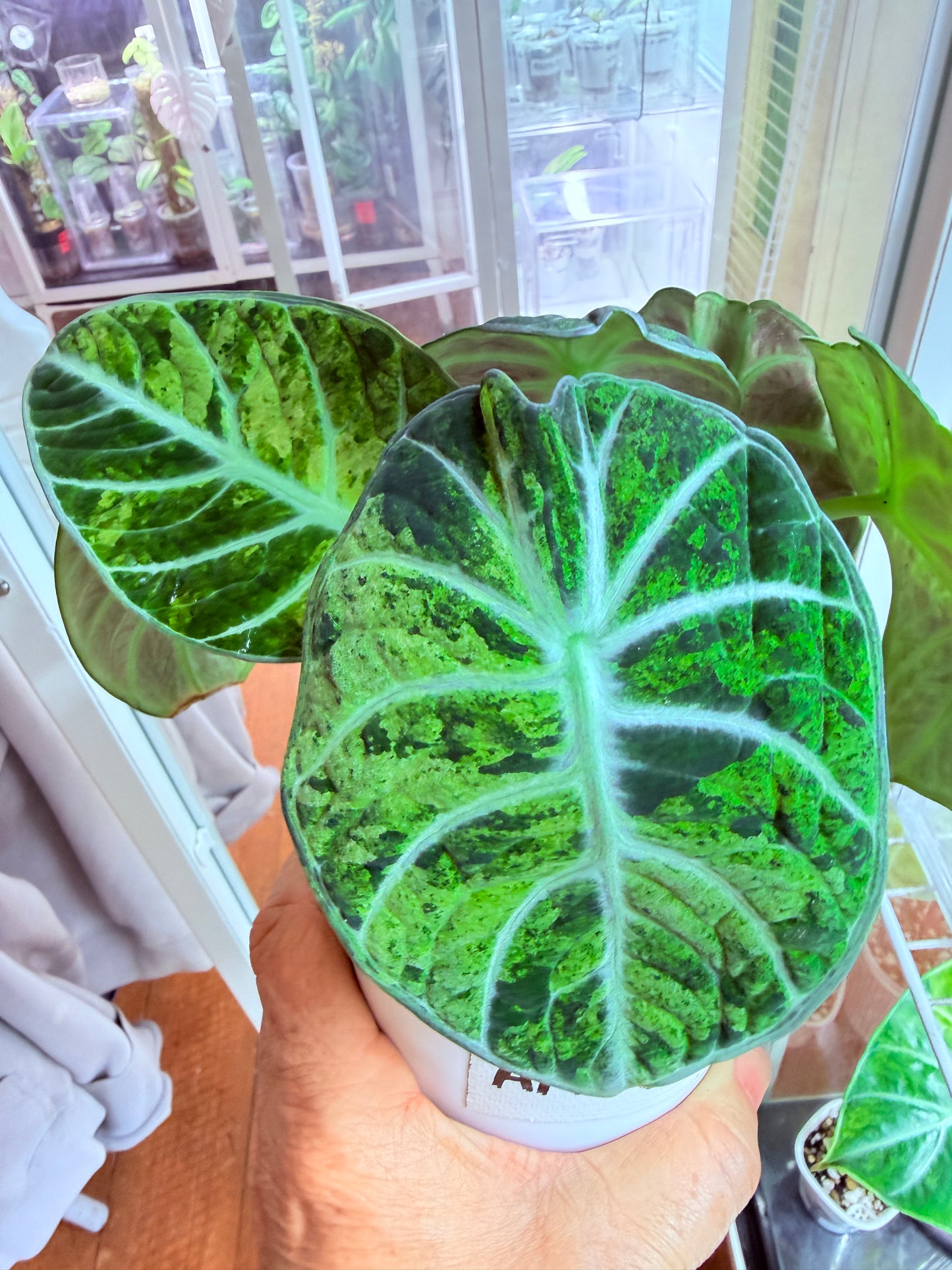Alocasia Ninja Tri colour mini plant # ANT1