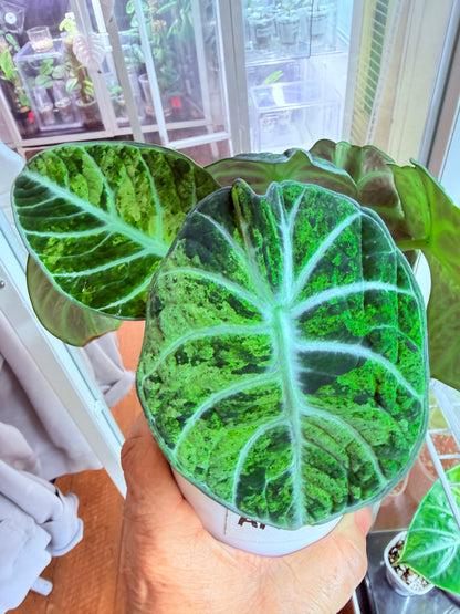 Alocasia Ninja Tri colour mini plant # ANT1