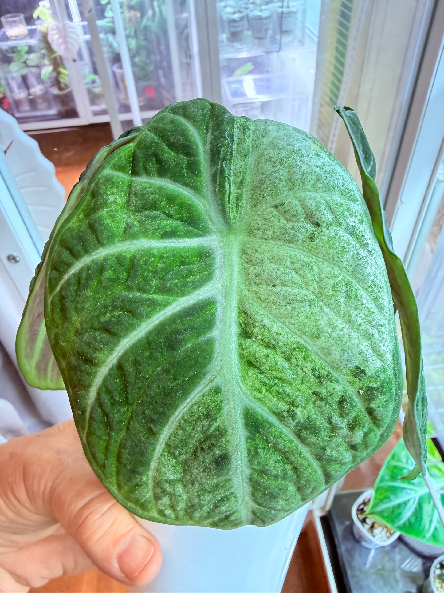 Alocasia Ninja Tri colour mini plant # ANT1