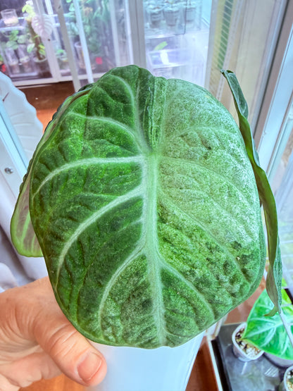 Alocasia Ninja Tri colour mini plant # ANT1
