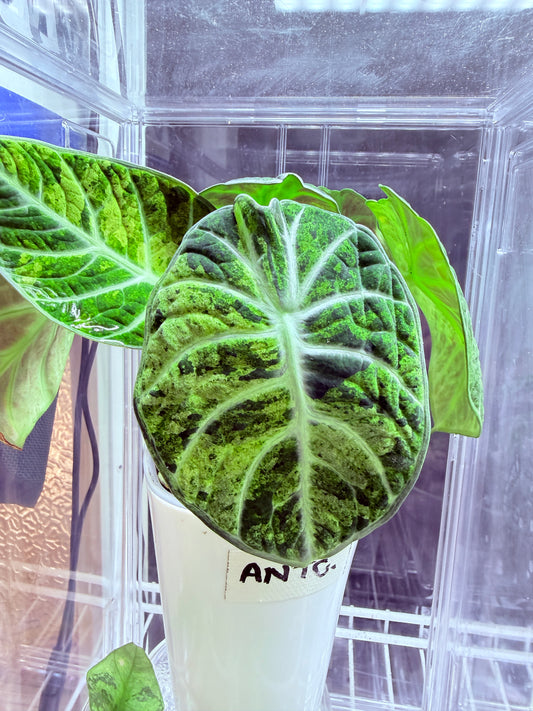 Alocasia Ninja Tri colour mini plant # ANT1