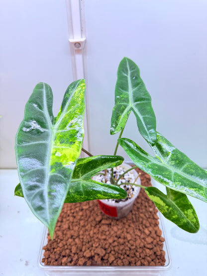 Alocasia Longilobia Aurea Corms (price per corm)