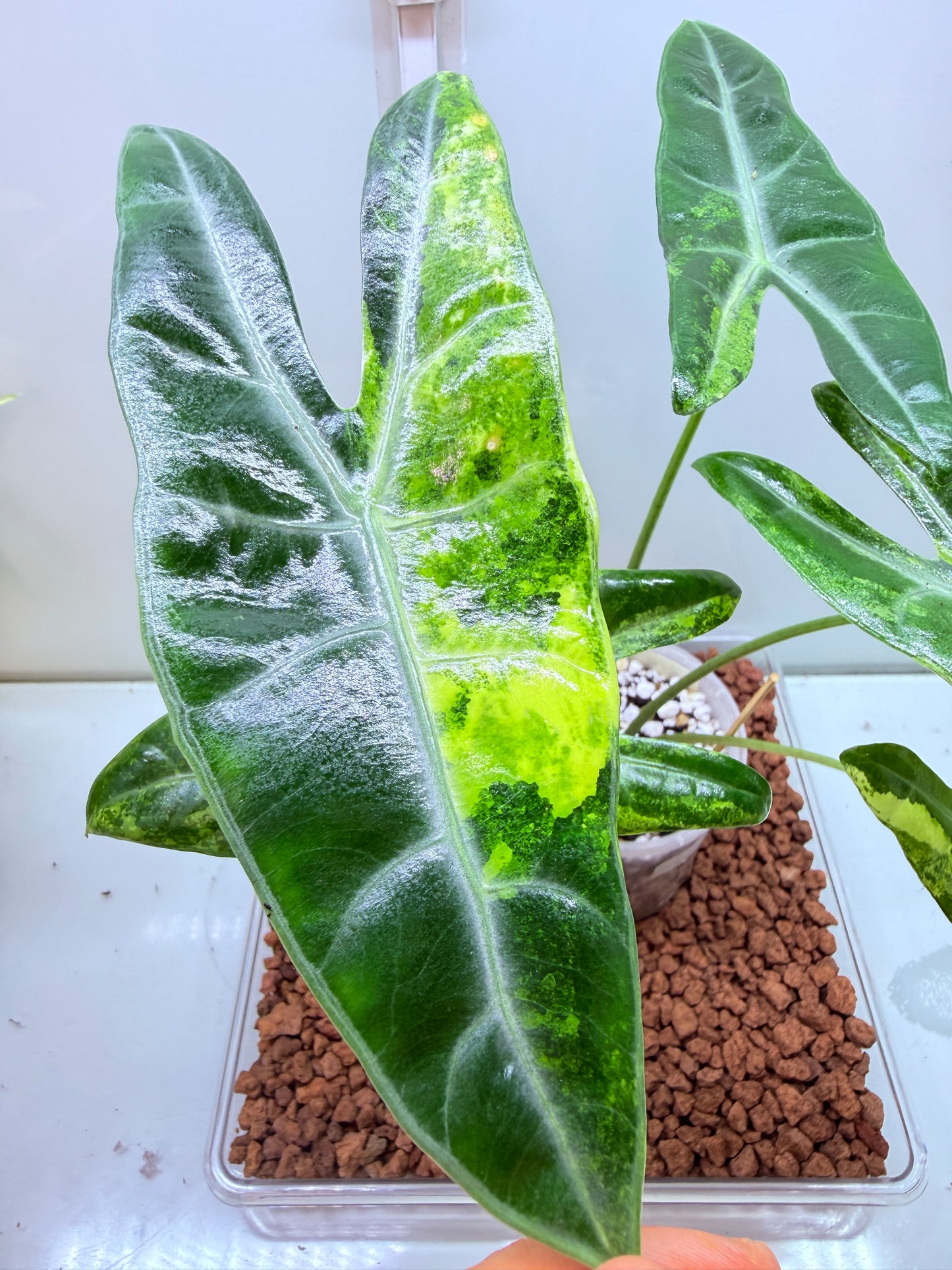 Alocasia Longilobia Aurea Corms (price per corm)