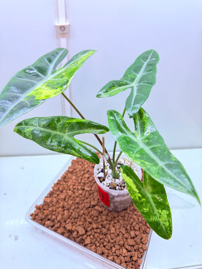 Alocasia Longilobia Aurea Corms (price per corm)
