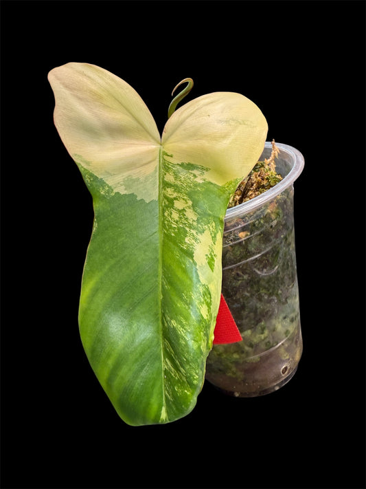 Philodendron Hybrid - Florida Beauty x Parasio Verde