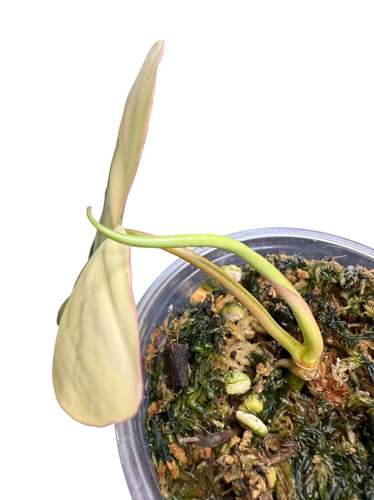 Philodendron Hybrid - Florida Beauty x Parasio Verde