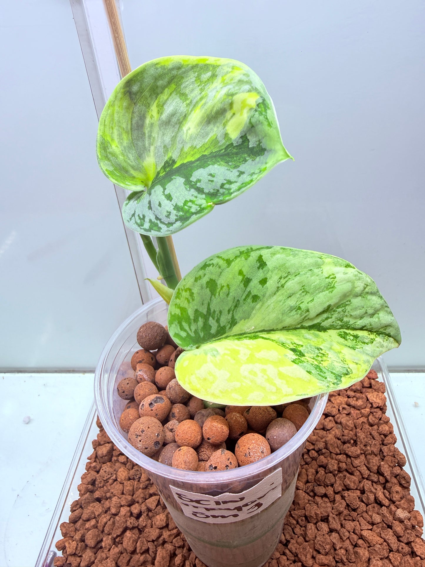 Scindapsus Mayari Aurea High Variegation - SMA 3