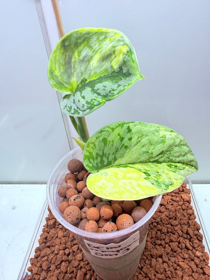 Scindapsus Mayari Aurea High Variegation - SMA 3