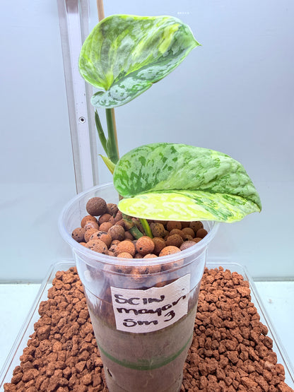 Scindapsus Mayari Aurea High Variegation - SMA 3
