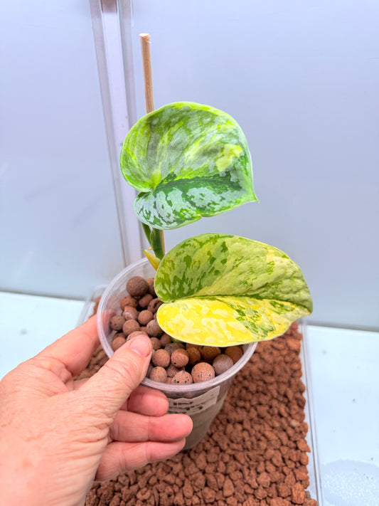 Scindapsus Mayari Aurea High Variegation - SMA 3