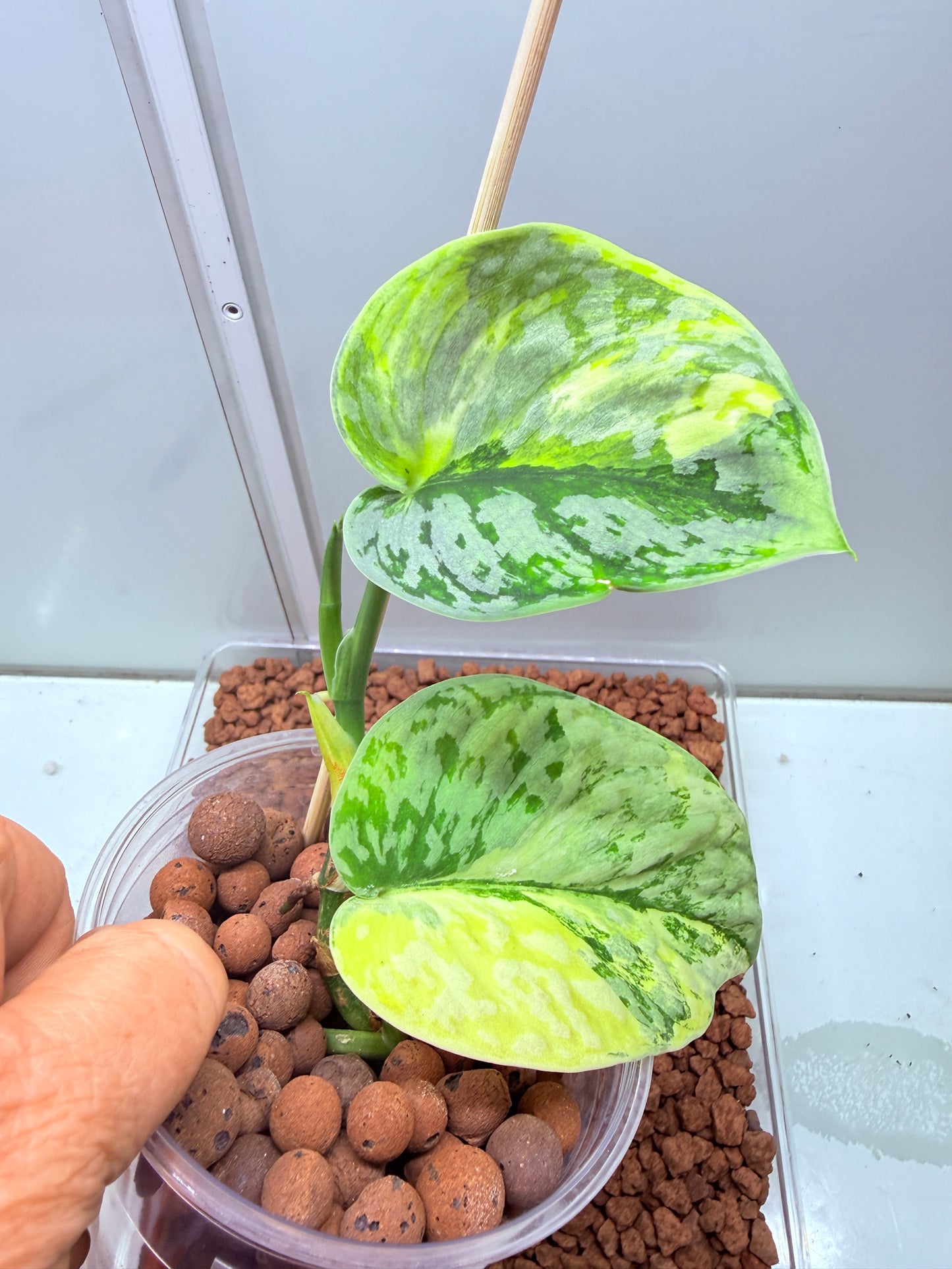 Scindapsus Mayari Aurea High Variegation - SMA 3