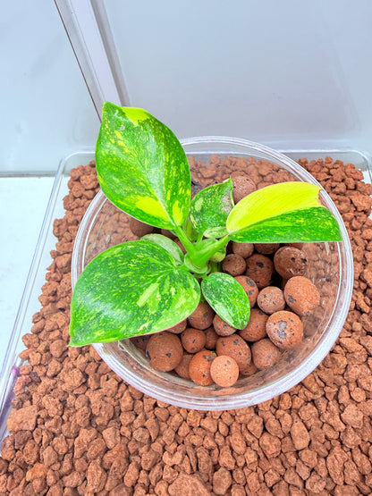 Philodendron Green Congo Nuclear Non tc - PGNC 3 Non TC