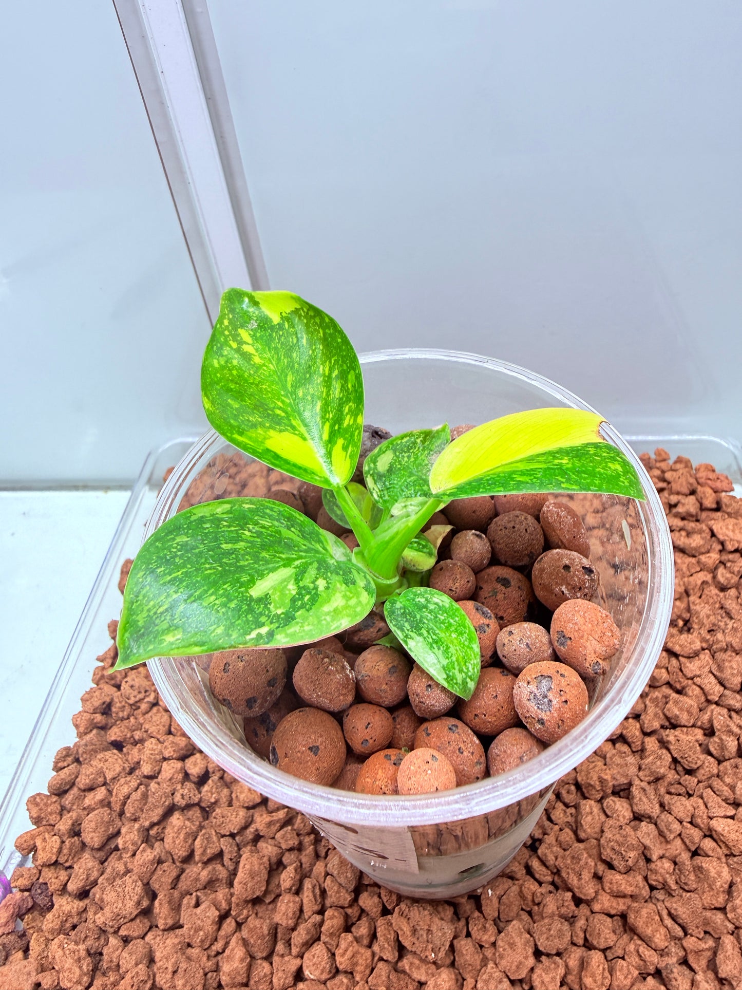Philodendron Green Congo Nuclear Non tc - PGNC 3 Non TC