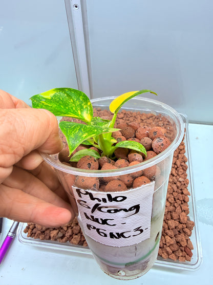 Philodendron Green Congo Nuclear Non tc - PGNC 3 Non TC