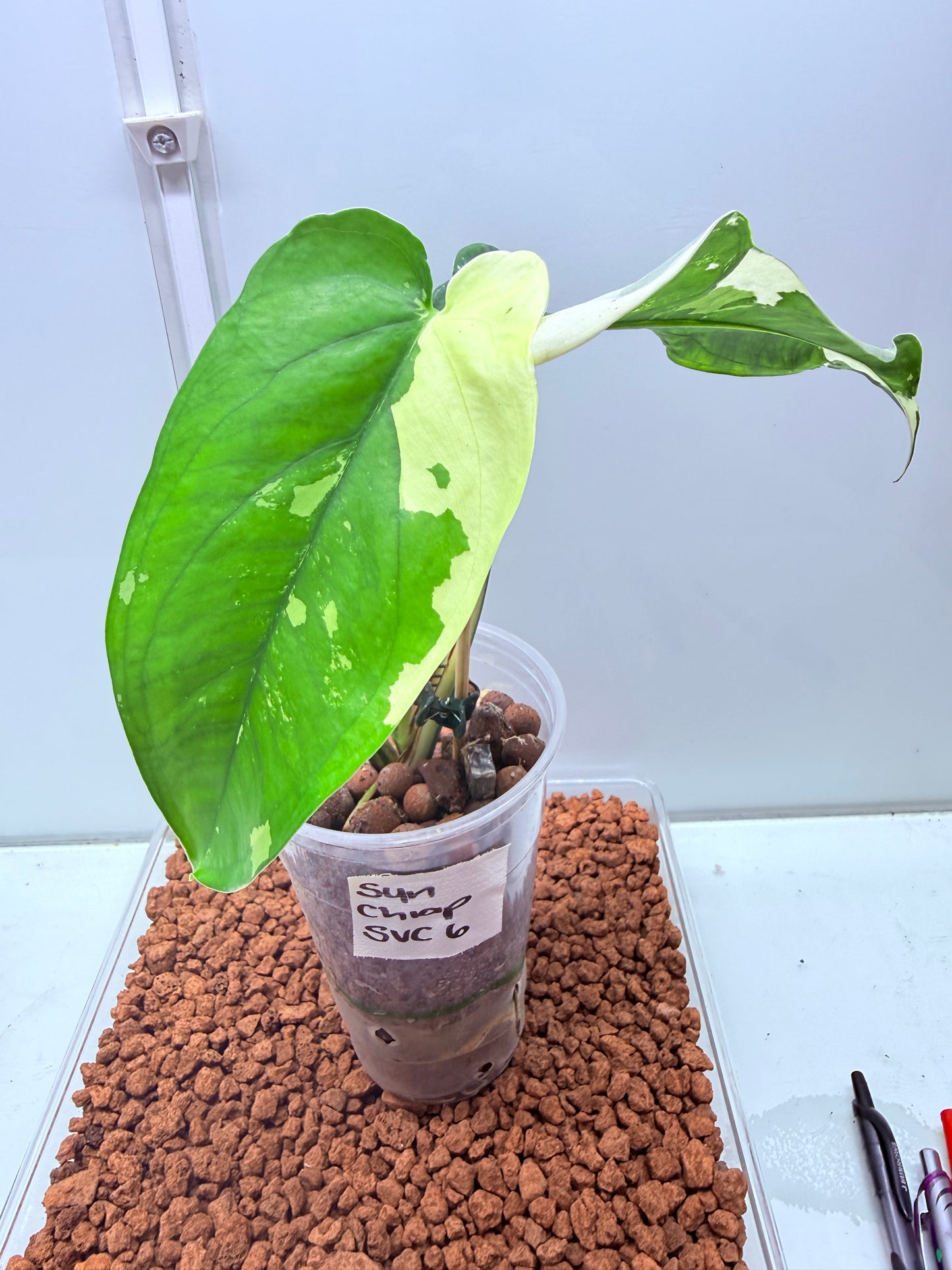 Syngonium Chiapense Variegated  - SVC 6