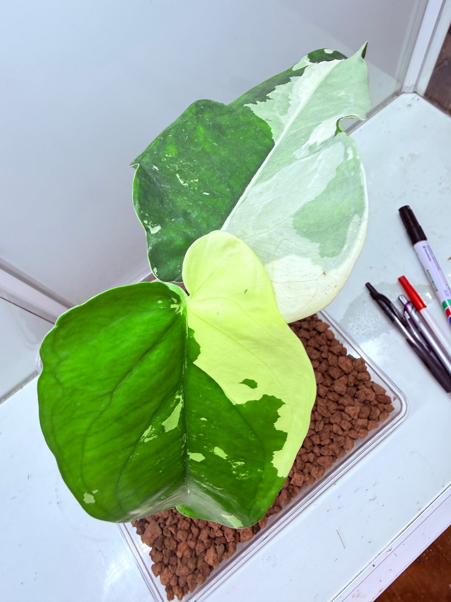 Syngonium Chiapense Variegated  - SVC 6