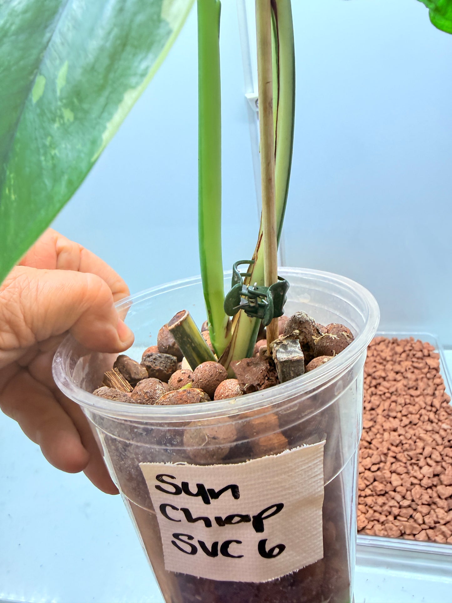 Syngonium Chiapense Variegated  - SVC 6
