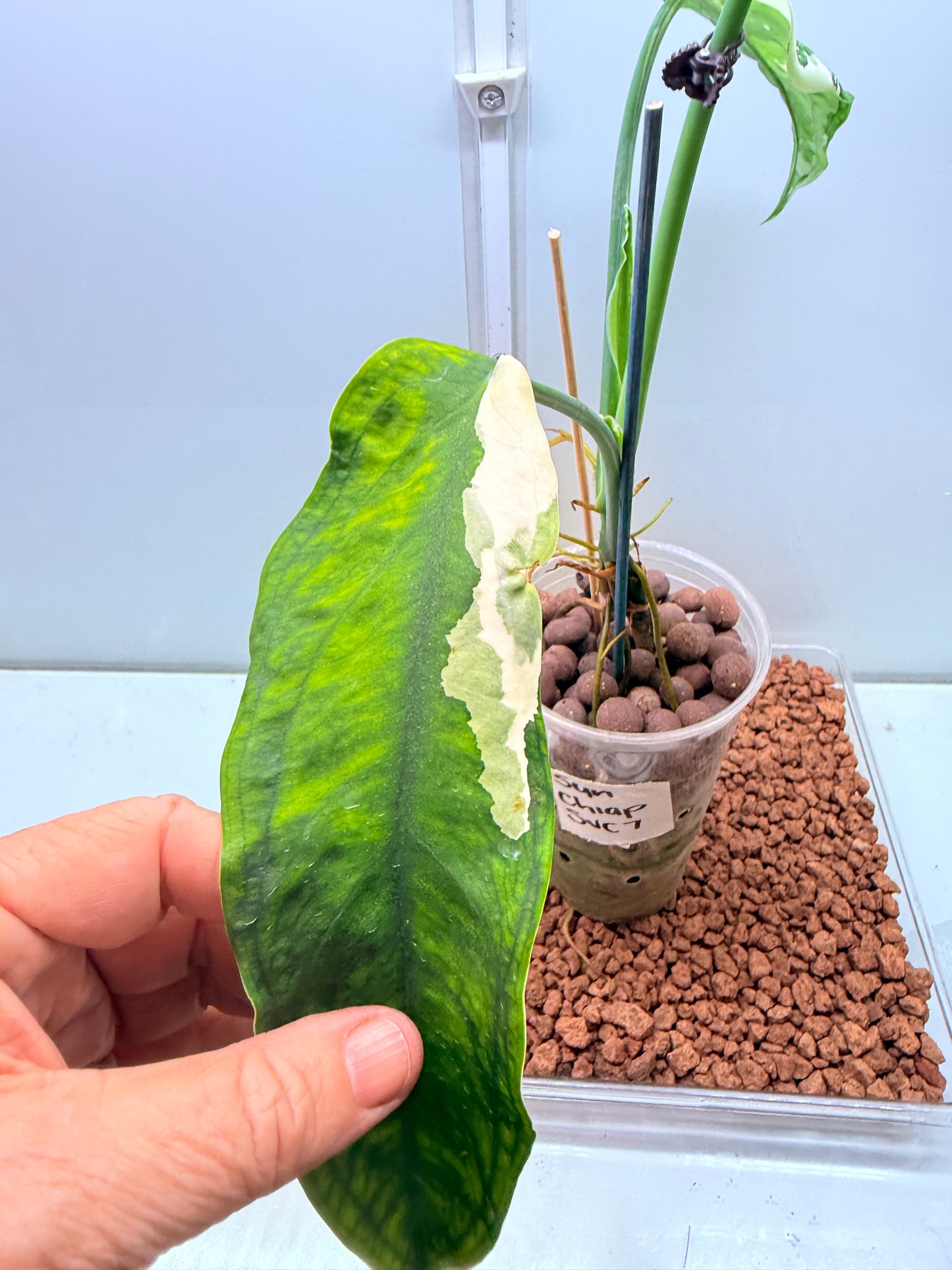 Syngonium Chiapense Variegated  - SVC 7