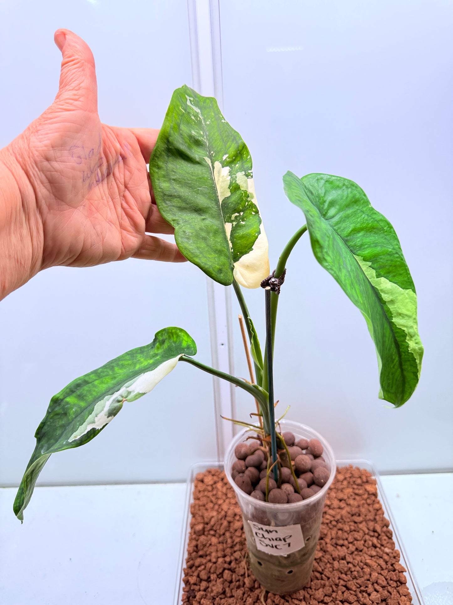 Syngonium Chiapense Variegated  - SVC 7