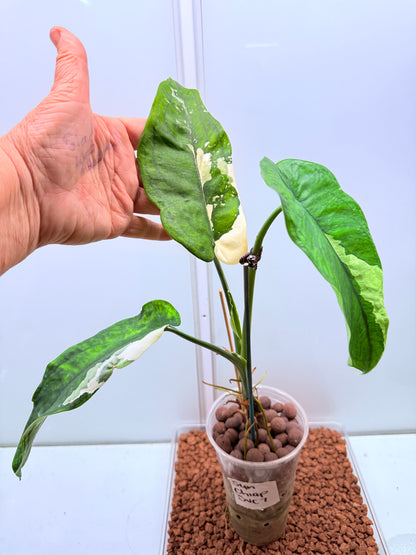 Syngonium Chiapense Variegated  - SVC 7