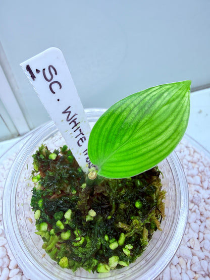 Scindapsus White Monster - SWM 1 Super Rare
