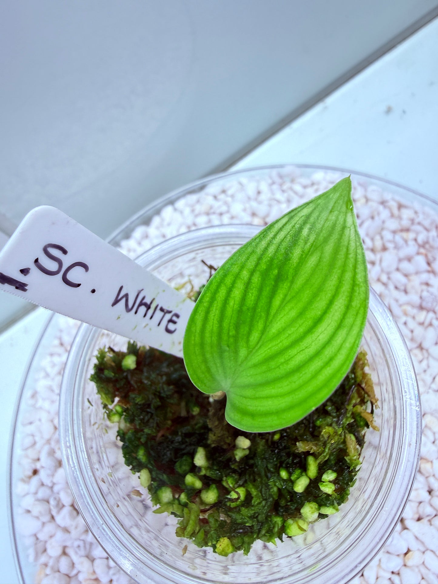 Scindapsus White Monster - SWM 1 Super Rare