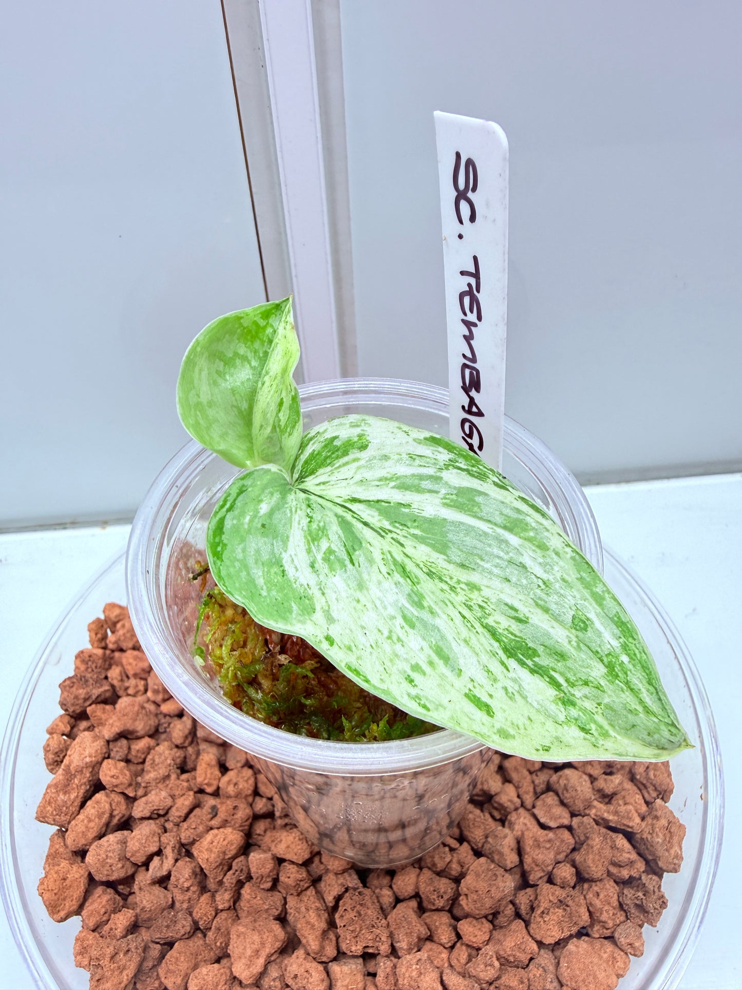 Scindapsus Tembaga