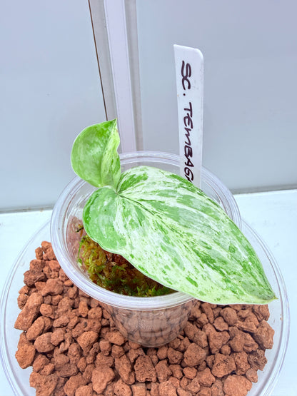 Scindapsus Tembaga