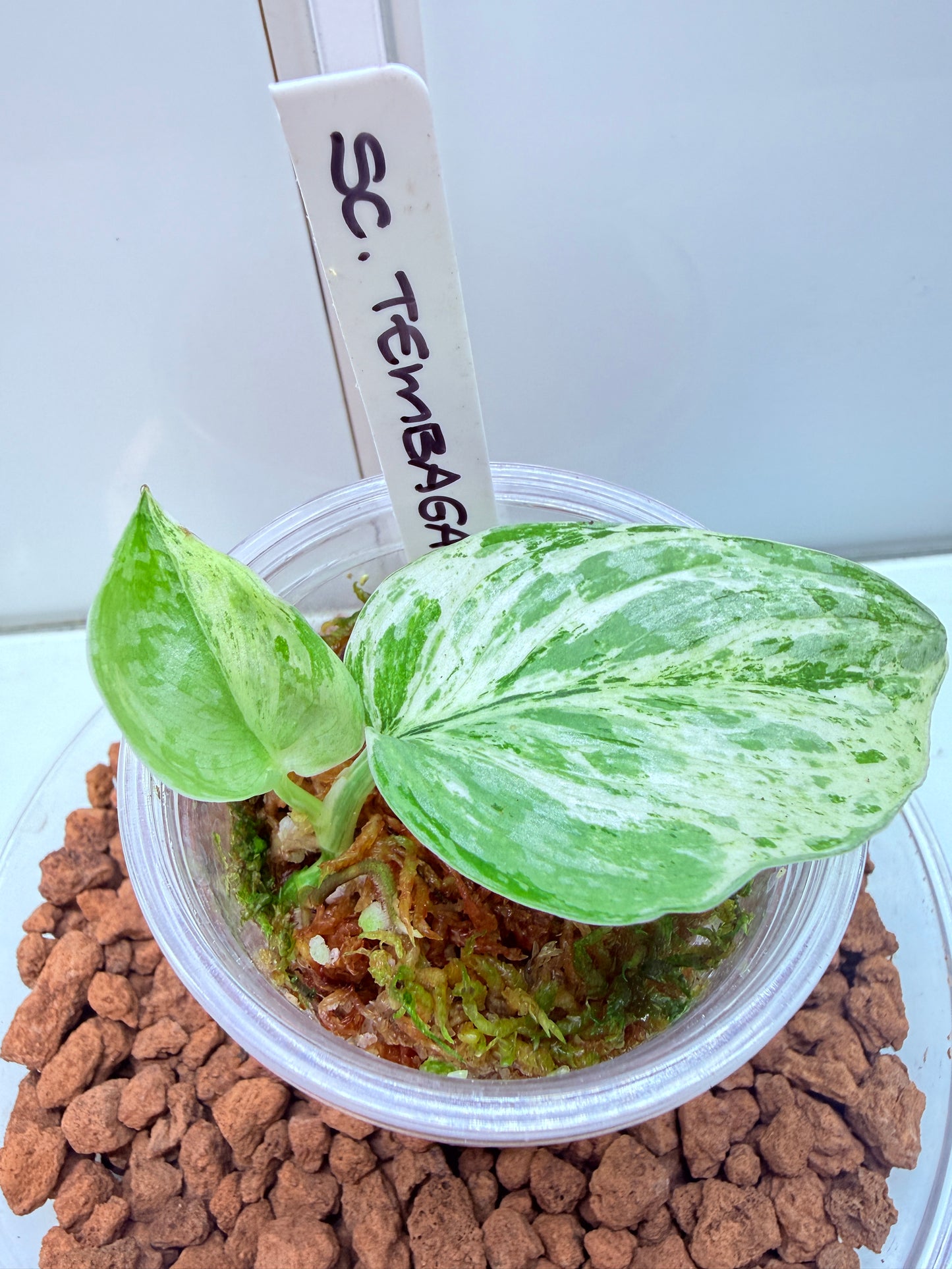 Scindapsus Tembaga