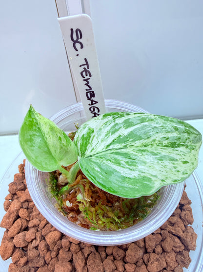 Scindapsus Tembaga