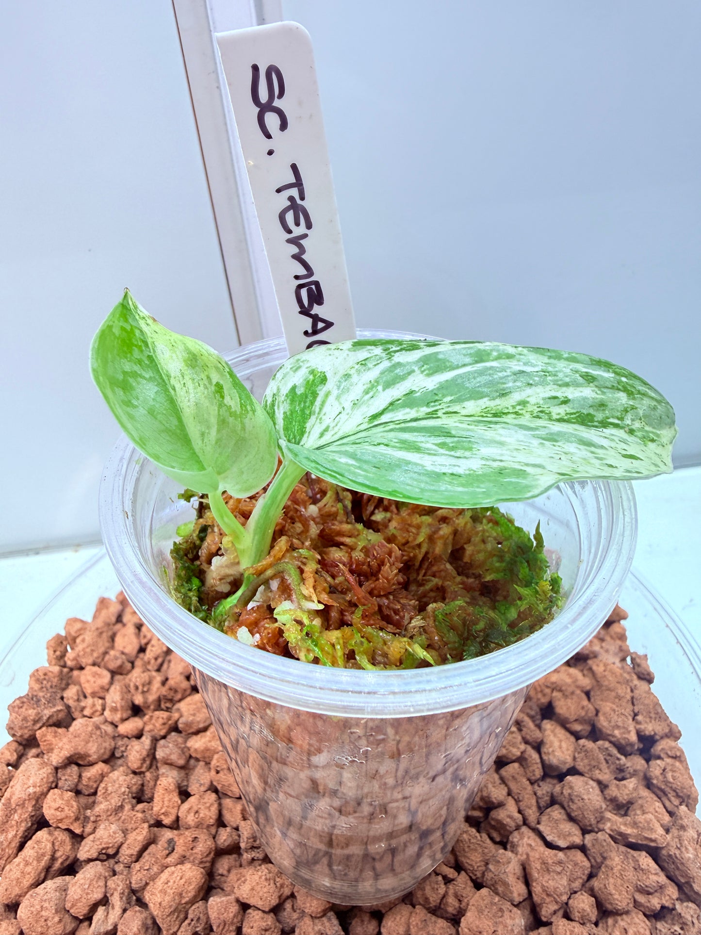 Scindapsus Tembaga