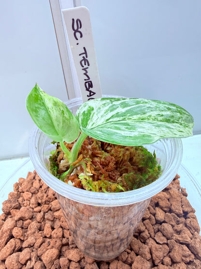 Scindapsus Tembaga
