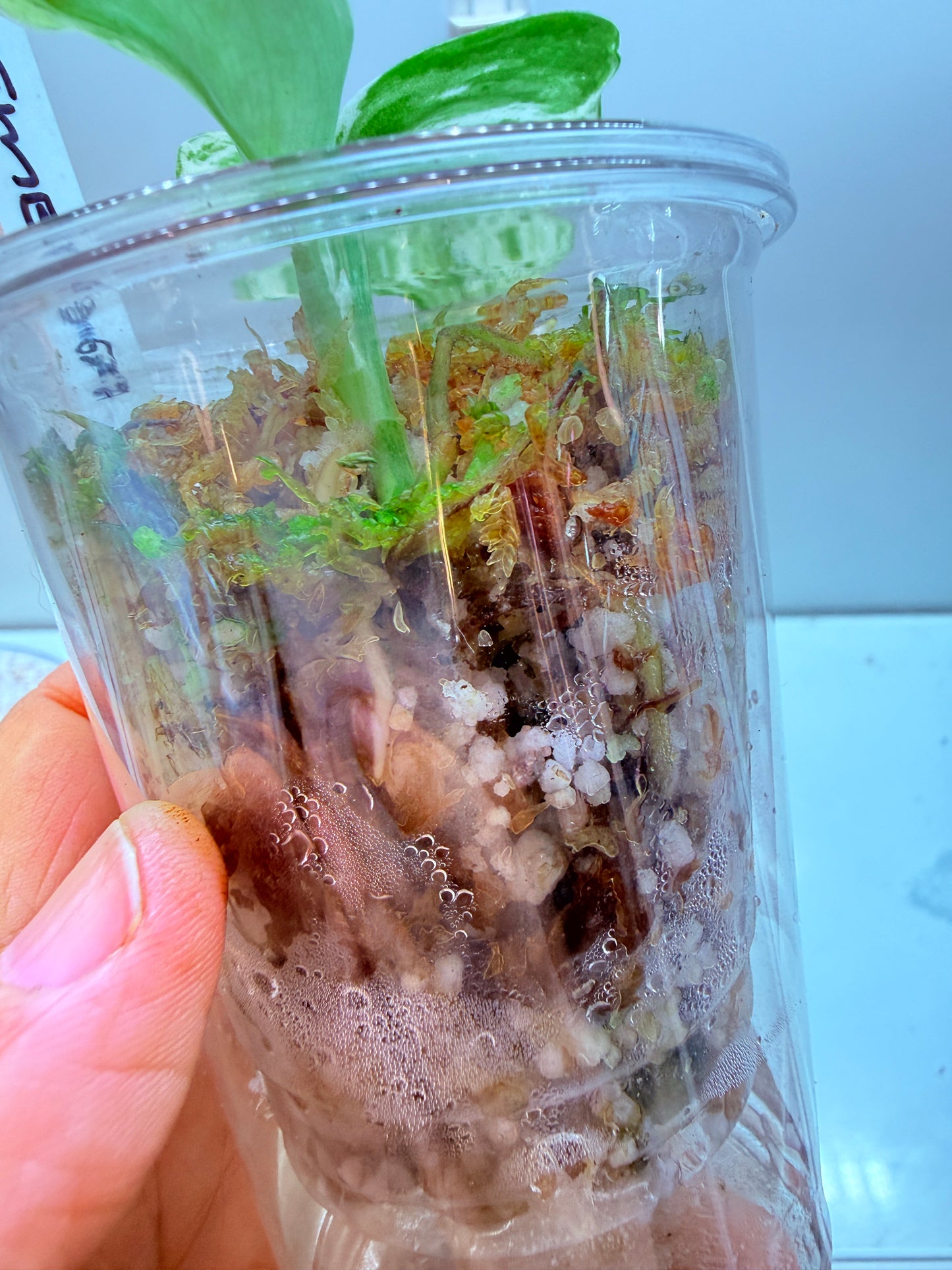 Scindapsus Tembaga