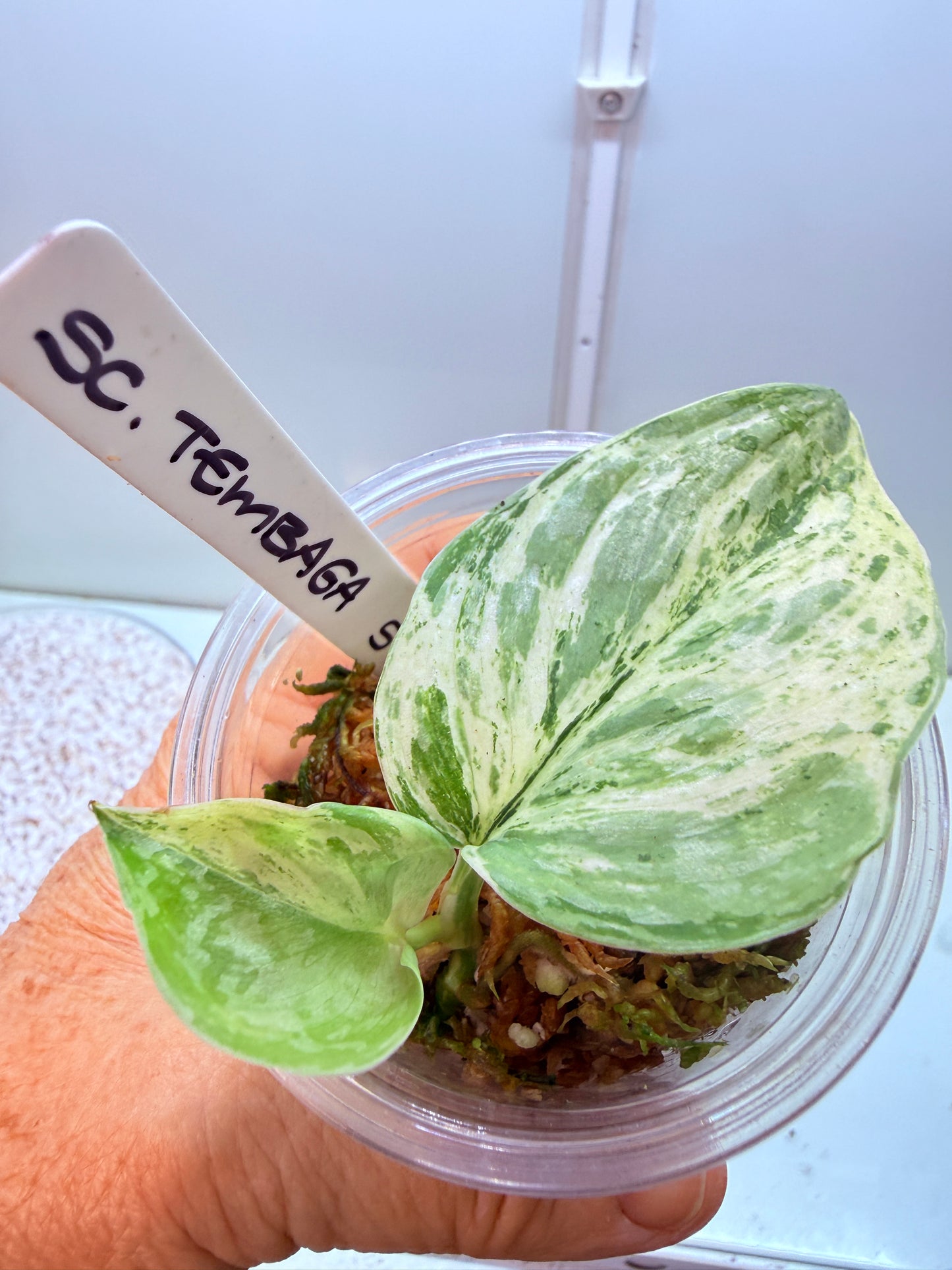 Scindapsus Tembaga