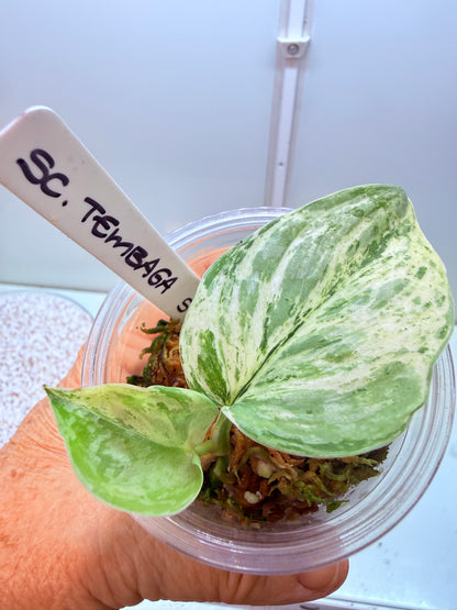 Scindapsus Tembaga