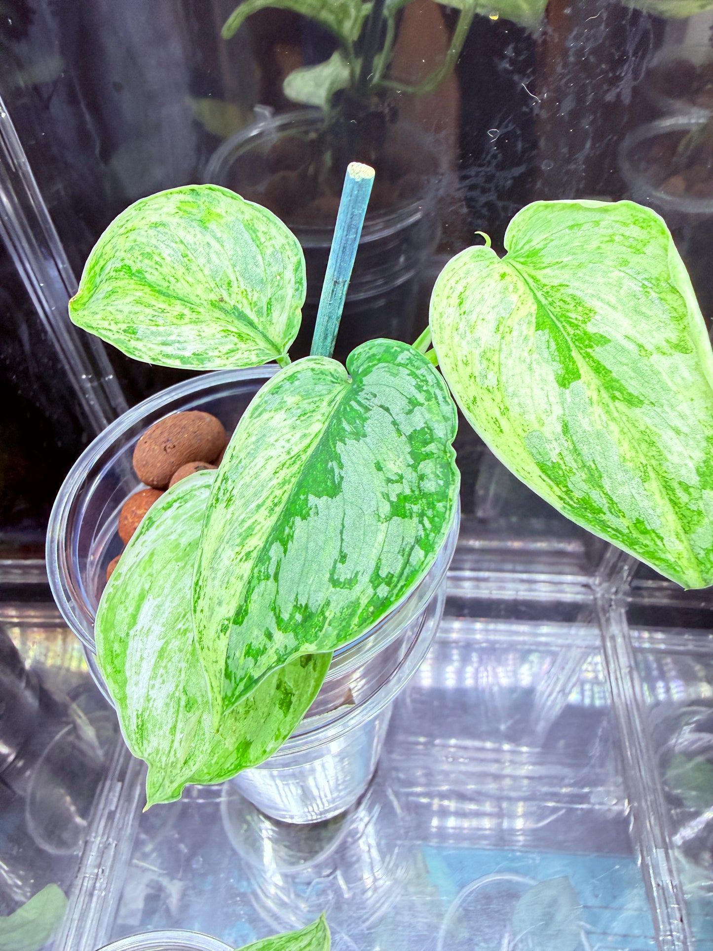 Scindapsus Tembaga