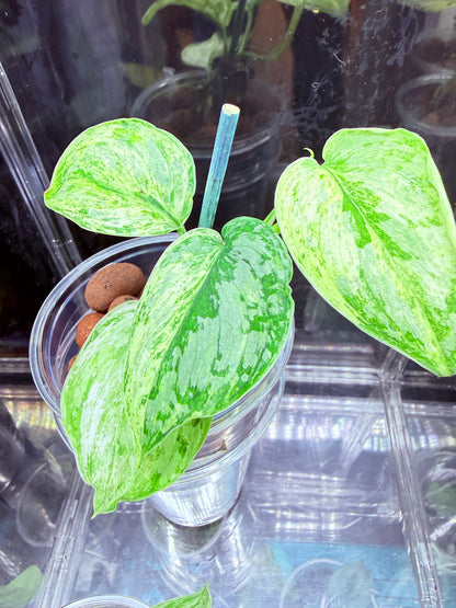 Scindapsus Tembaga