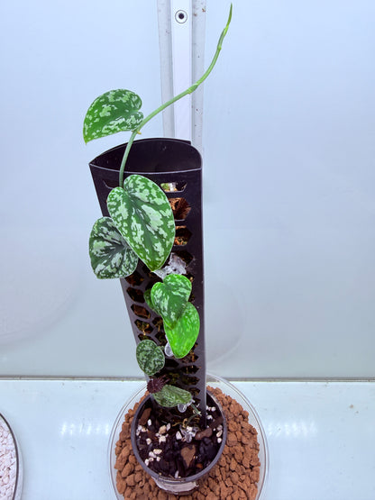 Scindapsus Tri Colour - LL