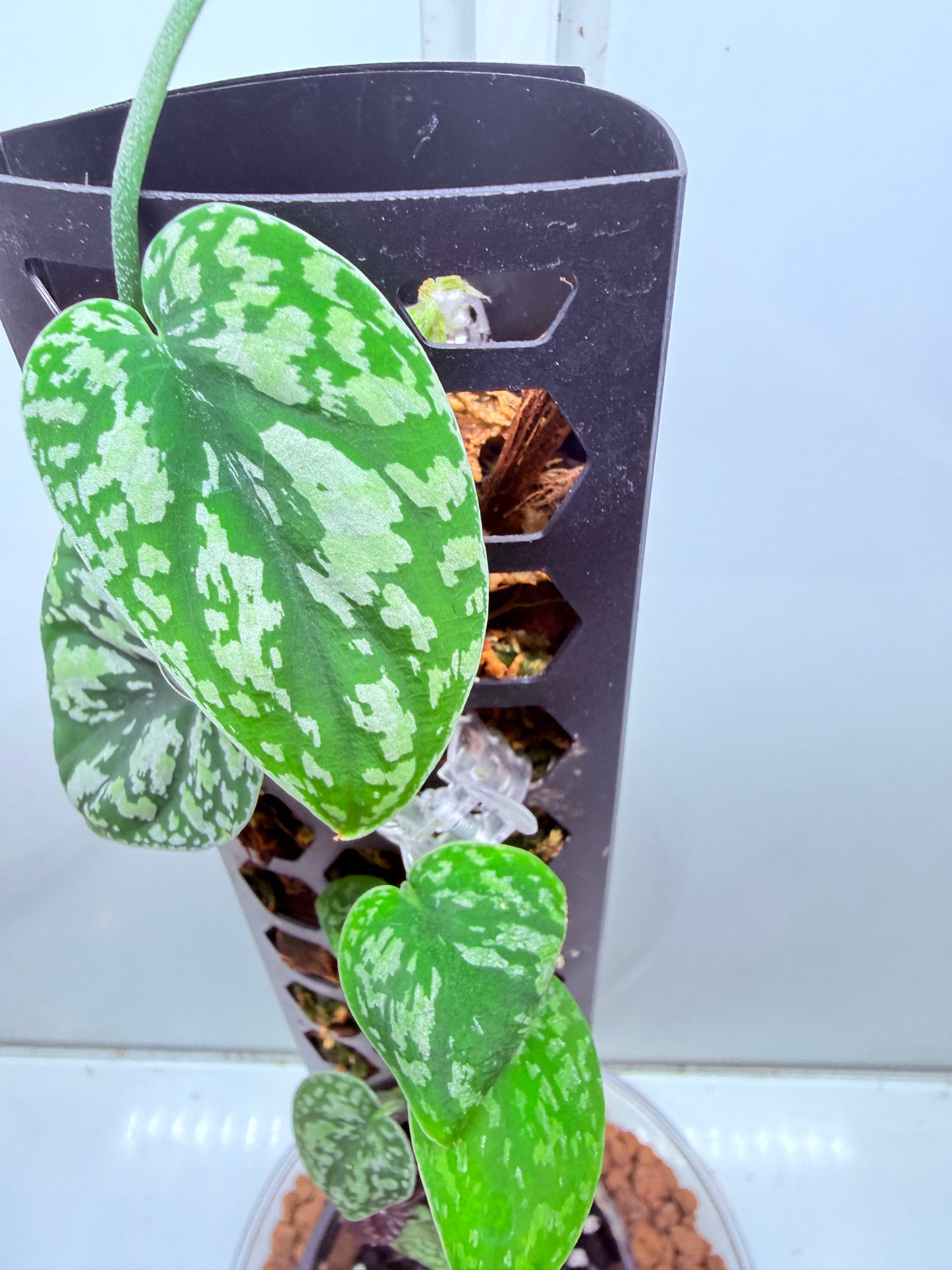 Scindapsus Tri Colour - LL